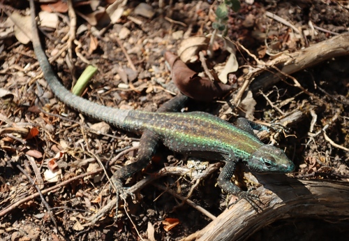 Mitchell's Flat Lizard, Platysaurus mitchelli