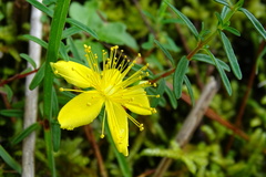 Hypericum nagasawae