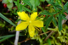 Hypericum nagasawae