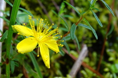 Hypericum nagasawae
