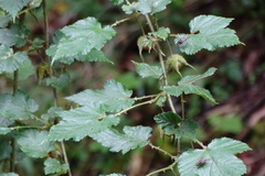 Rubus taitoensis