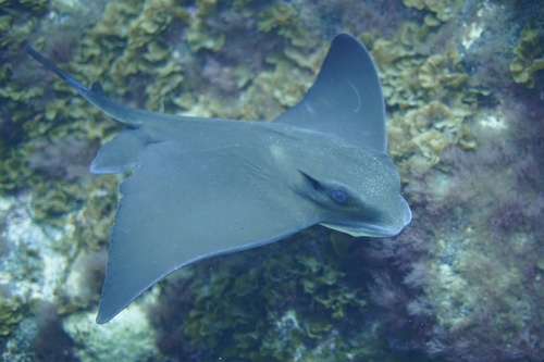 Common Eagle Ray