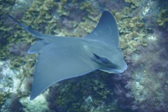 Common Eagle Ray photo 2