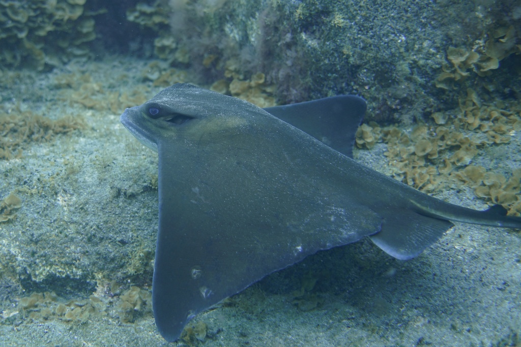 Common eagle ray resting close to a rocky seabed with one wing tip raised