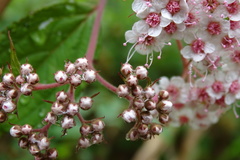 Spiraea formosana