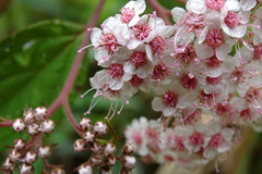 Spiraea formosana