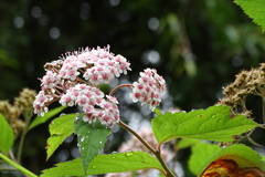 Spiraea formosana