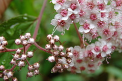 Spiraea formosana