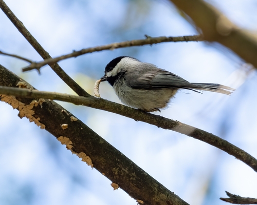 Carolina Chickadee photographed in Arkansas