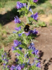 Bombus pratorum