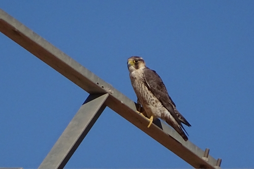 Peregrine Falcon