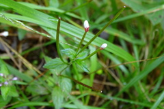 Epilobium amurense