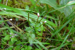 Epilobium amurense