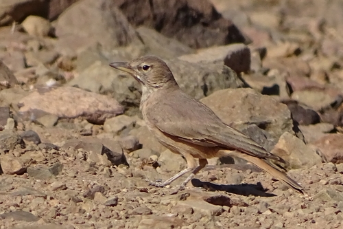Desert Lark
