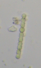 Nostocales