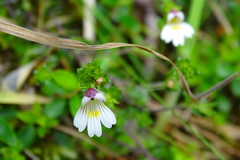 Euphrasia transmorrisonensis