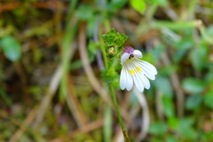 Euphrasia transmorrisonensis