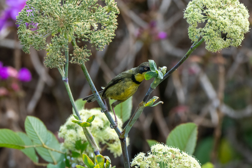 iNaturalist image