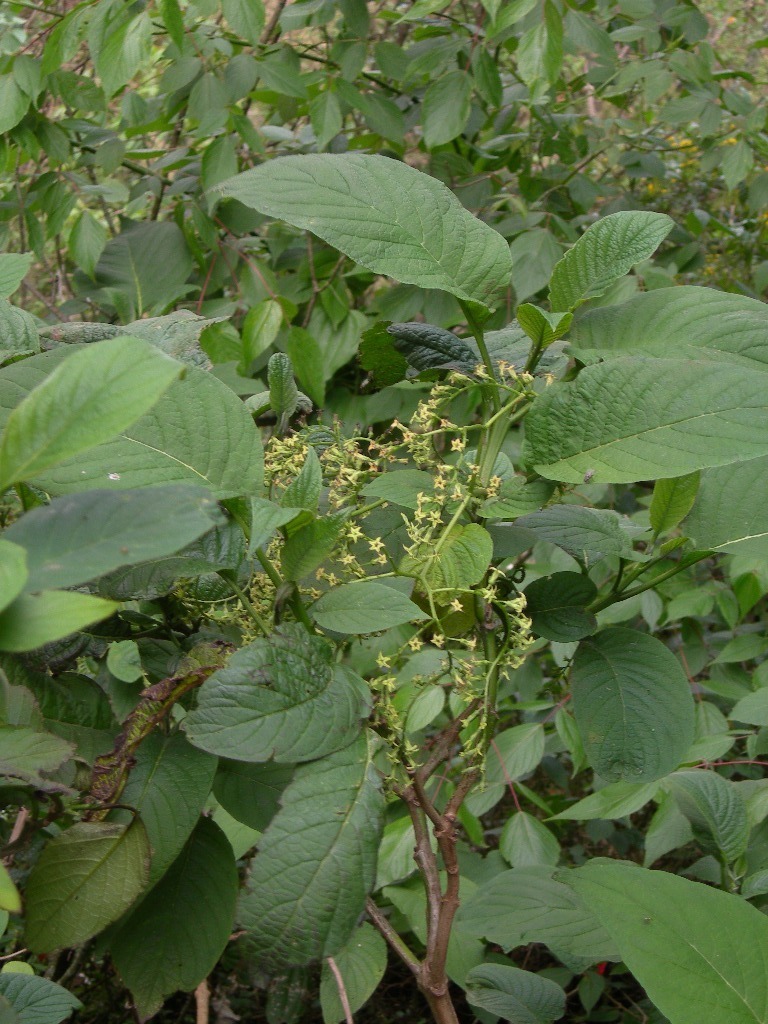 Tournefortia elongata