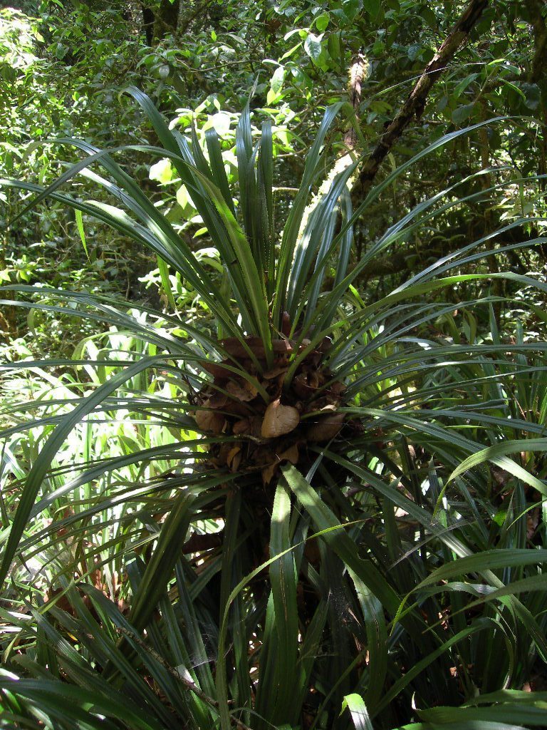 Greigia vanhyningii