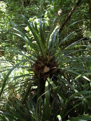 Greigia van-hyningii