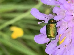 Coleoptera