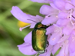 Coleoptera