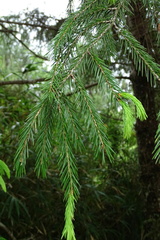 Picea morrisonicola