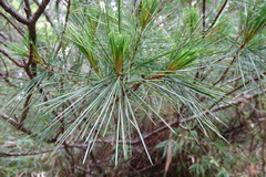 Pinus armandi