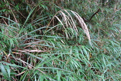 Pinus armandi