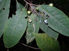 Cestrum guatemalense