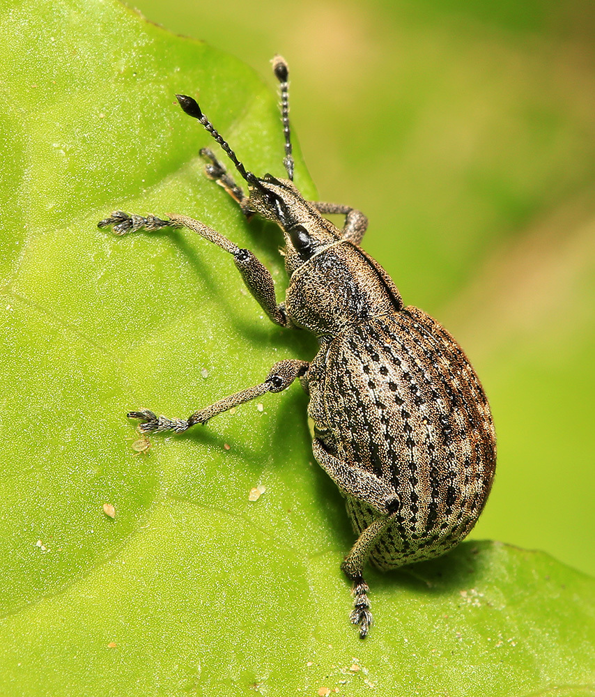 Catapionus fossulatus