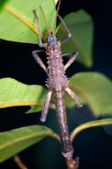 Canachus