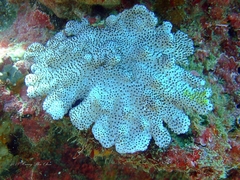 Cladiella
