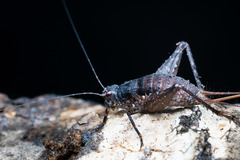 Agnotecous azurensis