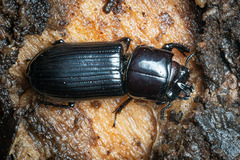 Aulacocyclus
