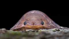 Merulana translucida