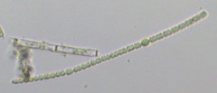 Nostocales