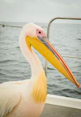 Pelecanus onocrotalus