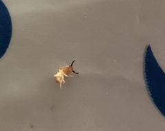 Microcerotermes