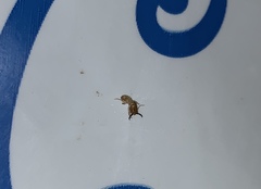 Microcerotermes