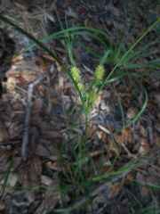 Image of Cyperus retrorsus