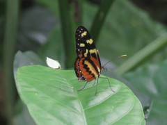 Mechanitis polymnia lycidice