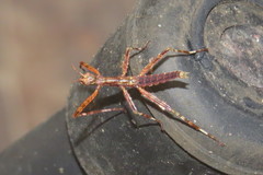 Xeroderus kirbyi