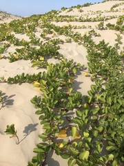 Ipomoea pes-caprae brasiliensis