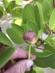 Ipomoea pes-caprae brasiliensis
