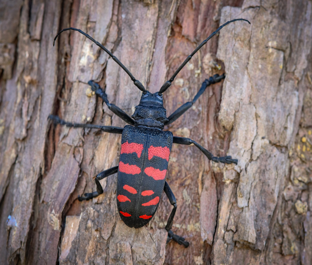 Ceroplesis