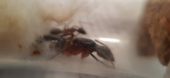 Camponotus pudorosus