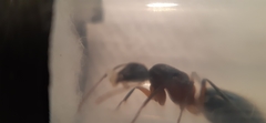Camponotus pudorosus