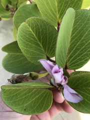 Ipomoea pes-caprae brasiliensis